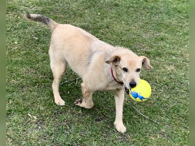 Terriermischling Nicki