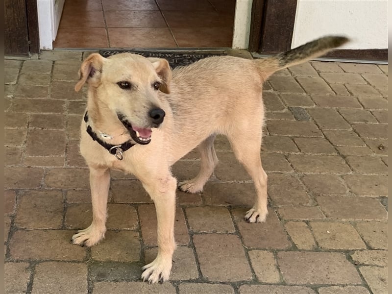 Terriermischling Nicki