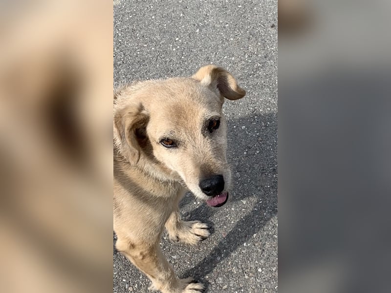 Terriermischling Nicki