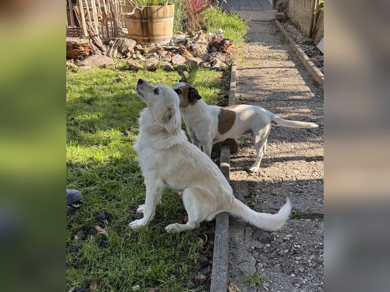 Emil, kleiner Herzenshund, ca. 14 Jahre, ca. 36cm, ca. 9kg *in 52457 Aldenhoven*