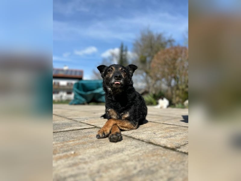 Dante, liebenswerter Rüde, ca. 7 Jahre, ca. 12 kg, ca. 40 cm *in 83024 Rosenheim*