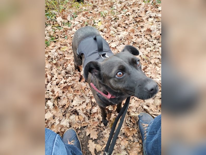 Hedike, sanfte Schönheit, ca. 2 Jahre, ca. 38 cm, ca. 10 kg *in 79585 Steinen*