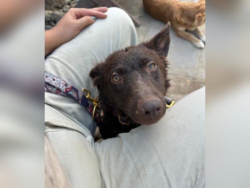 Frodó, lustiges Kämpferherz, ca. 6 Monate, ca. 38 cm, ca. 8kg