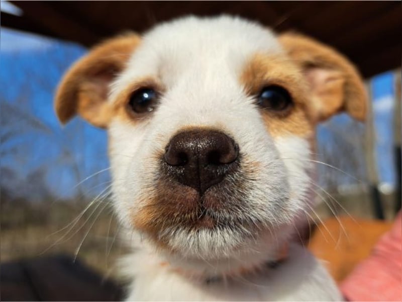 Ida, selbstbewusste Welpendame, ca. 2 Monate, ca. 22 cm, ca. 3 kg