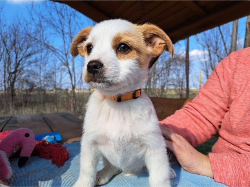 Ida, selbstbewusste Welpendame, ca. 2 Monate, ca. 22 cm, ca. 3 kg