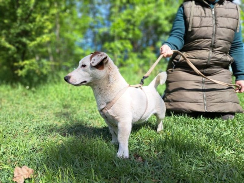 Jack, fröhlicher Wirbelwind, ca. 2 Jahre, ca. 27 cm, ca. 8 kg