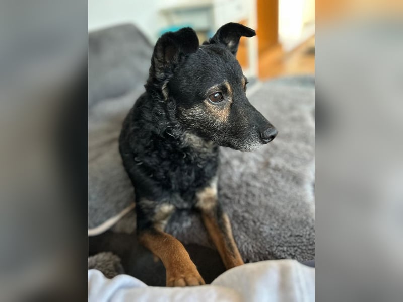 Dante, liebenswerter Rüde, ca. 7 Jahre, ca. 12 kg, ca. 40 cm *in 83024 Rosenheim*