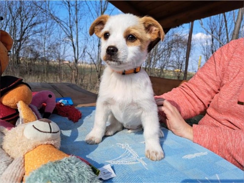 Ida, selbstbewusste Welpendame, ca. 2 Monate, ca. 22 cm, ca. 3 kg