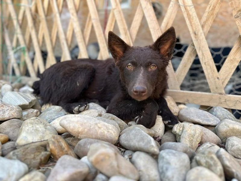 Frodó, lustiges Kämpferherz, ca. 6 Monate, ca. 38 cm, ca. 8kg