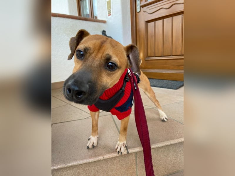 Rudolf, fröhlicher Hundemann, ca. 2 Jahre, ca. 30 cm, ca. 6 kg *in 84184 Tiefenbach*