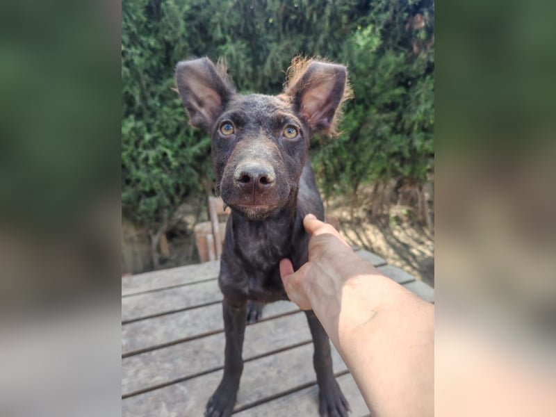 Frodó, lustiges Kämpferherz, ca. 6 Monate, ca. 38 cm, ca. 8kg