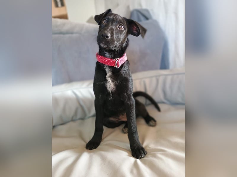 Malia, zuckersüßes Welpenmädchen, ca. 4 Monate, ca. 27 cm, ca. 5 kg *in 88299 Leutkirch*