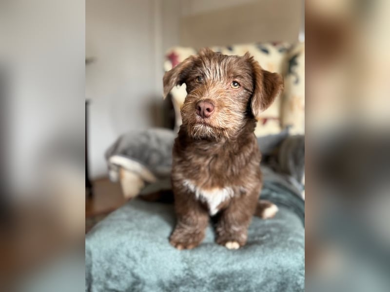 Marilyn, sanfte Welpenmaus, ca. 4 Monate, ca. 25 cm, ca. 6 kg *in 88299 Leutkirch*