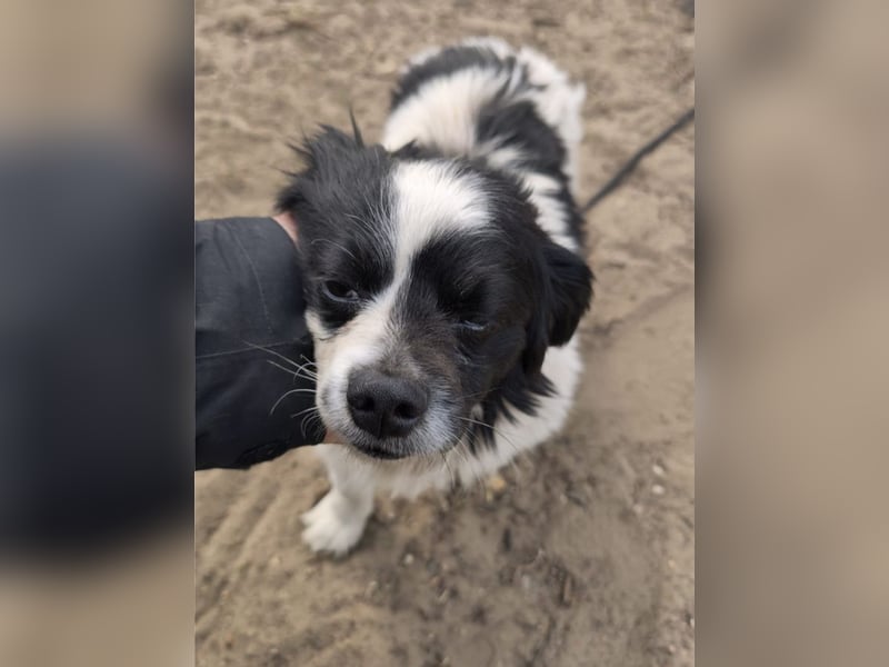 Ede, verschmuster kleiner Rüde, ca. 2 Jahre, ca. 32 cm, ca. 11 kg