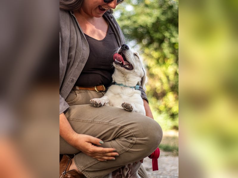 Bob, zurückhaltender Herzensbrecher, ca. 8 Monate, ca. 30cm, ca. 9kg *in 49326 Melle*