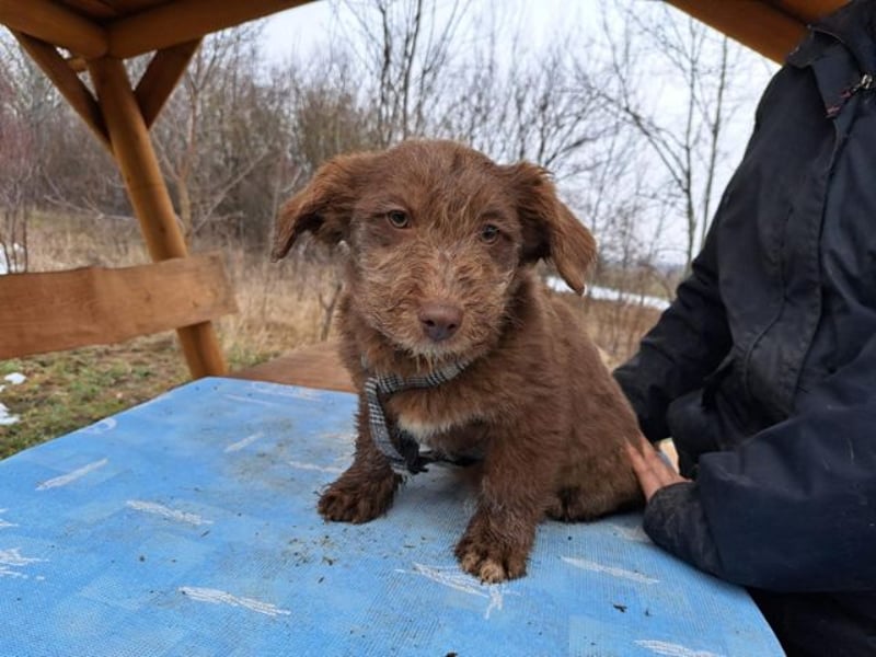 Marilyn, sanfte Welpenmaus, ca. 4 Monate, ca. 25 cm, ca. 6 kg *in 88299 Leutkirch*