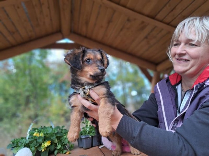 Little Browny, bezaubernder Clown, ca. 4 Monate, ca. 21 cm, ca. 3 kg *bald in 24340 Eckernförde*