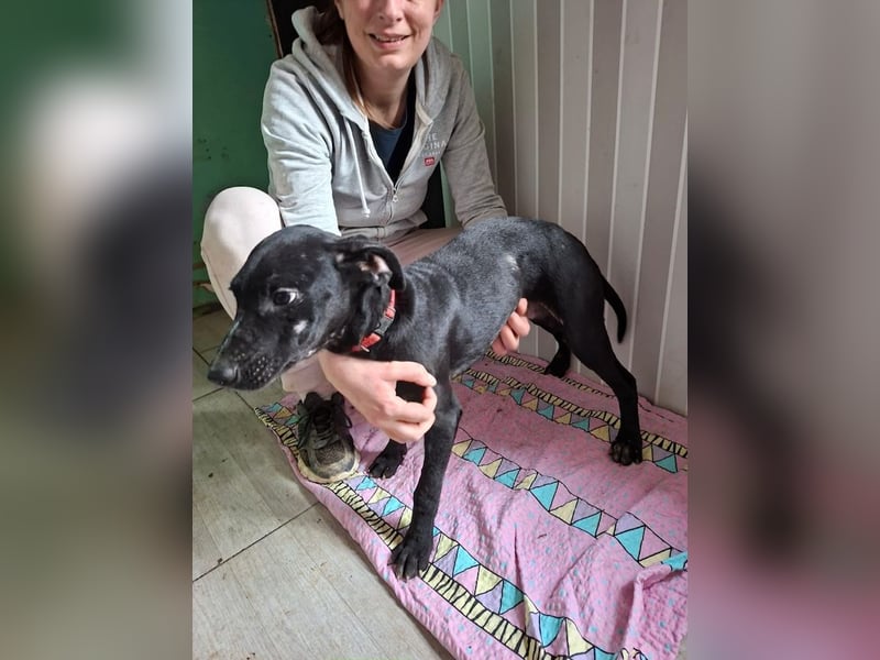 Perec, sanftes Sensibelchen, ca. 5 Monate, ca. 41 cm, ca. 10 kg