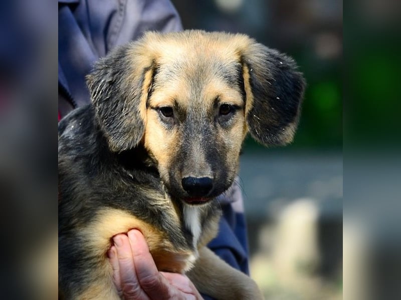 Faye, fröhliche Welpenmaus, ca. 3 Monate, ca. 38 cm, ca. 6kg