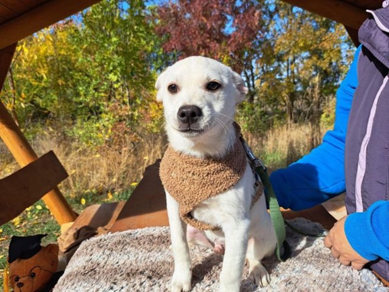 Lio, fröhlicher Welpenmann, ca. 3 Monate, ca. 29 cm, ca. 5 kg