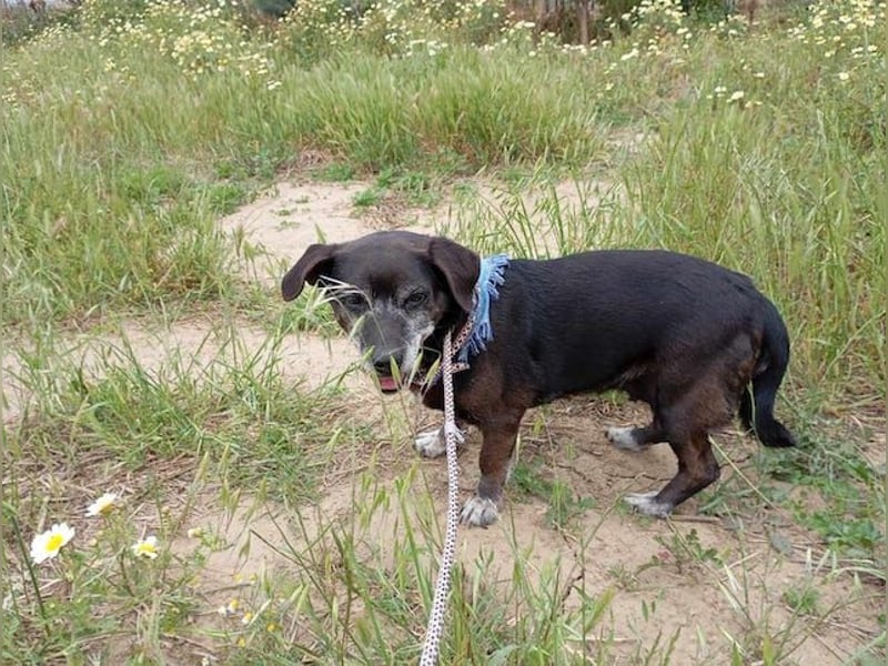 Small Ira, ruhige Hundeomi, ca. 15 Jahre, ca. 36 cm, ca. 14 kg