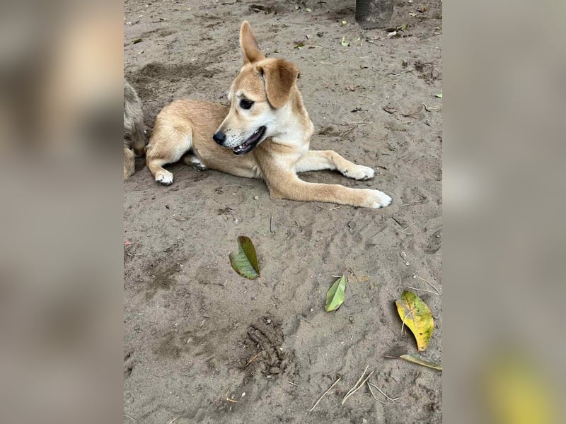 Stefi, angehende Herzensbrecherin, ca. 7 Monate, ca. 9 kg, ca. 40cm