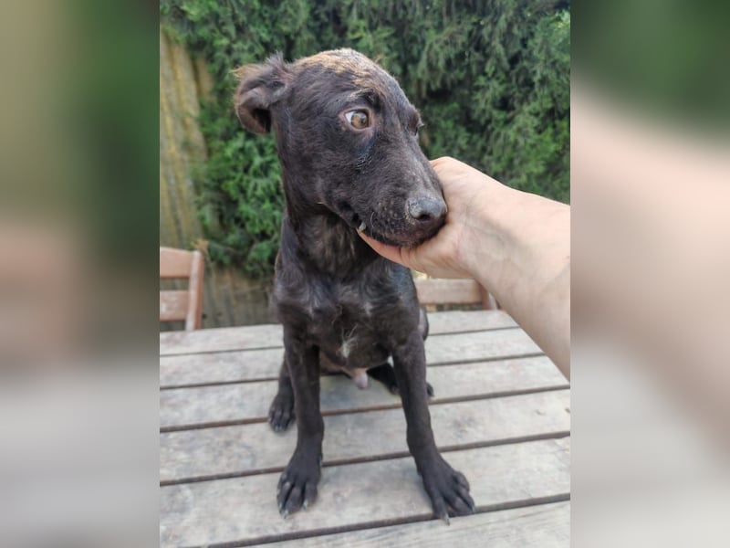 Frodó, lustiges Kämpferherz, ca. 6 Monate, ca. 38 cm, ca. 8kg