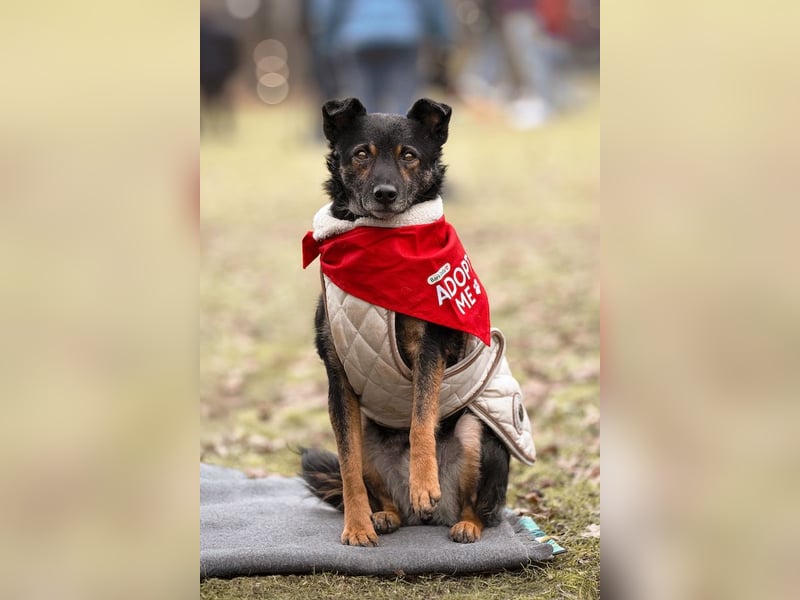 Dante, liebenswerter Rüde, ca. 7 Jahre, ca. 12 kg, ca. 40 cm *in 83024 Rosenheim*