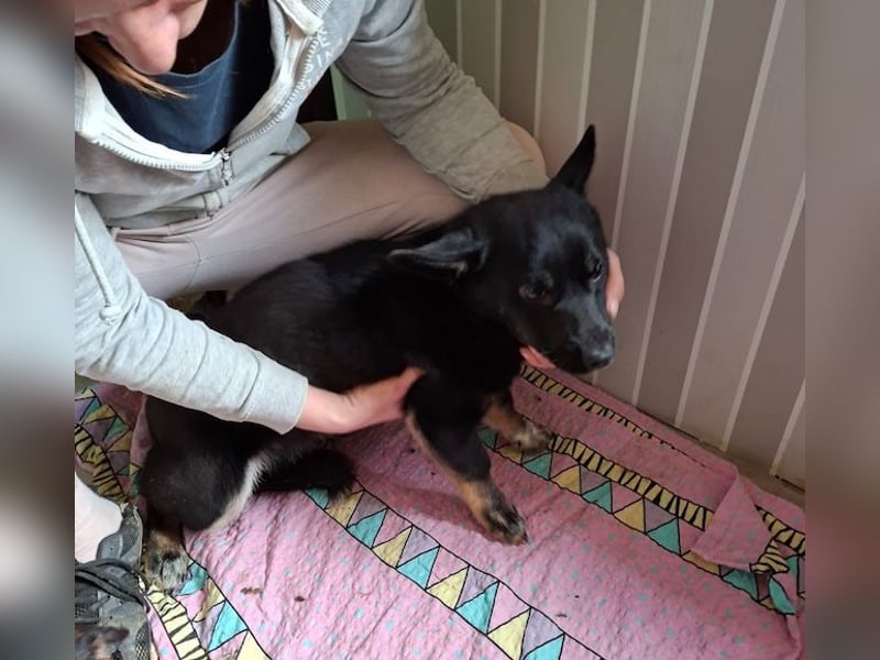 Pöfi, liebevolles Herzchen, ca. 8 Monate, ca. 28 cm, ca. 10 kg