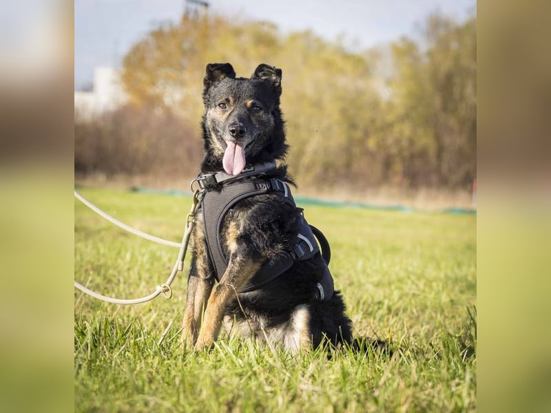 Dante, liebenswerter Rüde, ca. 7 Jahre, ca. 12 kg, ca. 40 cm *in 83024 Rosenheim*