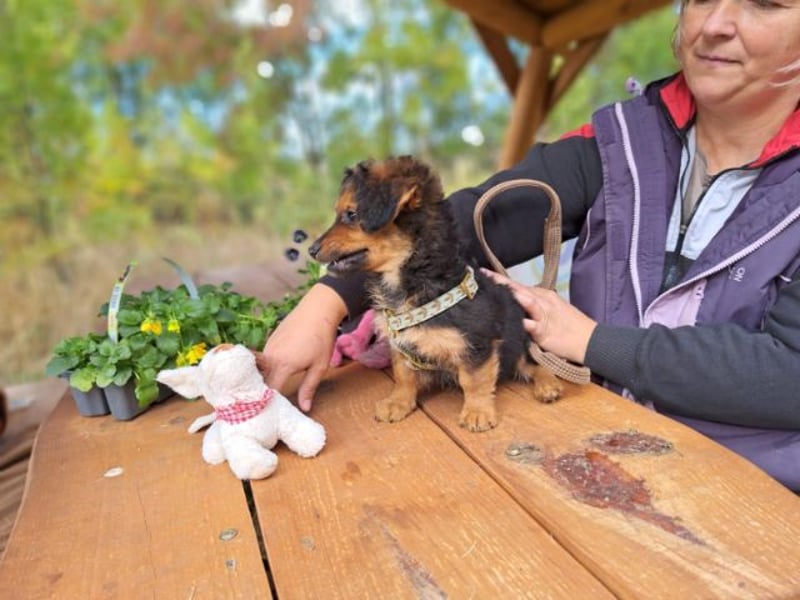 Little Browny, bezaubernder Clown, ca. 4 Monate, ca. 21 cm, ca. 3 kg *bald in 24340 Eckernförde*