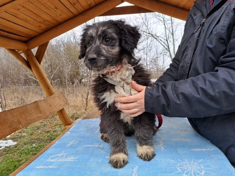 Movita, kleiner Sonnenschein, ca. 3 Monate, ca. 30 cm, ca. 8 kg