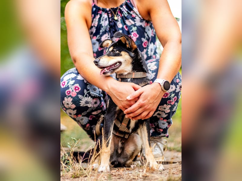 Berci, sympathischer Jungspund, ca. 9 Monate, ca. 40cm, ca. 9kg