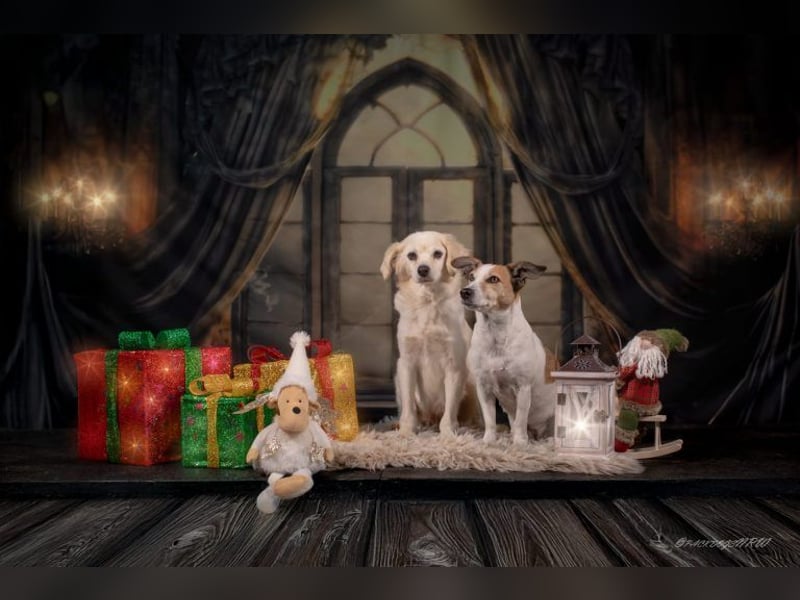 Ivan, kleiner Herzenshund, ca. 13 Jahre, ca. 36cm, ca. 9kg *in 52457 Aldenhoven*