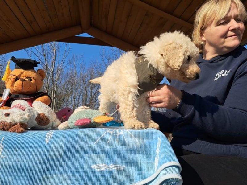 Louis, mutiger Welpe, ca. 3 Monate, ca. 22 cm, ca. 3 kg