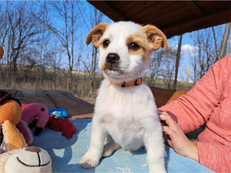 Ida, selbstbewusste Welpendame, ca. 2 Monate, ca. 22 cm, ca. 3 kg