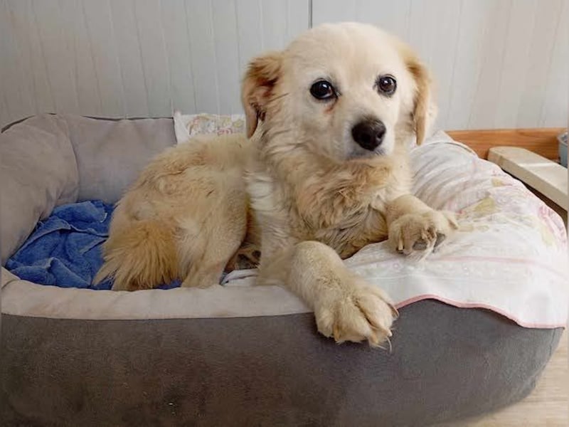 Ivan, kleiner Herzenshund, ca. 13 Jahre, ca. 36cm, ca. 9kg *in 52457 Aldenhoven*