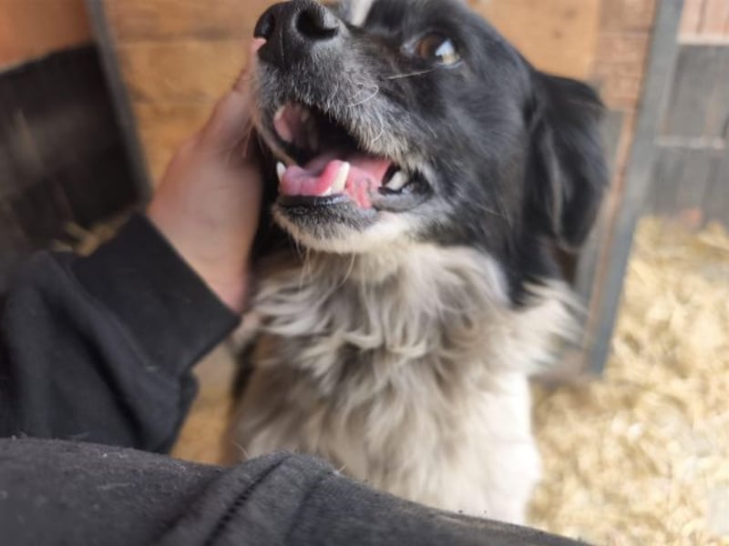 Ede, verschmuster kleiner Rüde, ca. 2 Jahre, ca. 32 cm, ca. 11 kg