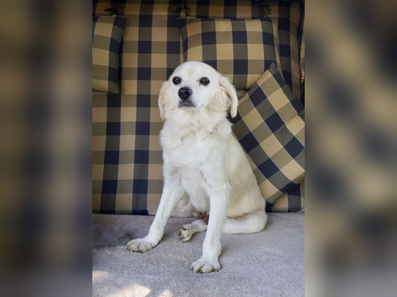 Ivan, kleiner Herzenshund, ca. 13 Jahre, ca. 36cm, ca. 9kg *in 52457 Aldenhoven*