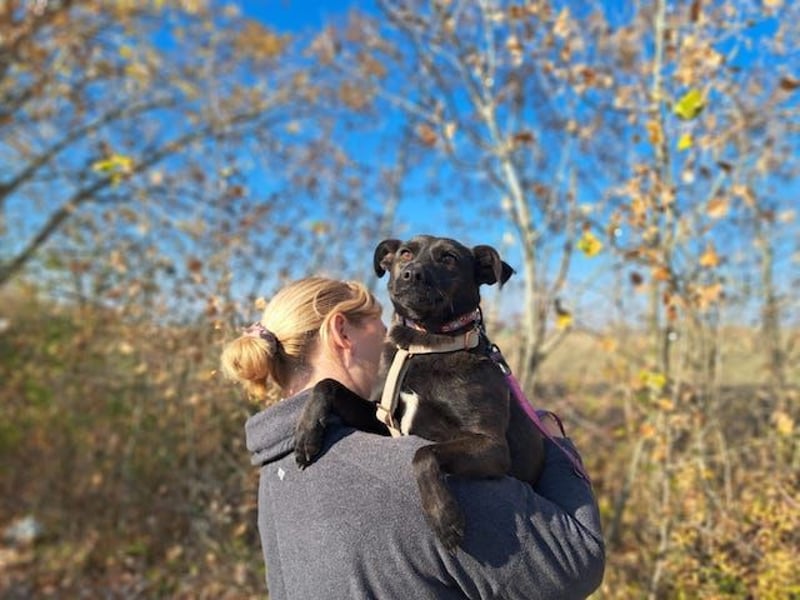 Hedike, sanfte Schönheit, ca. 2 Jahre, ca. 38 cm, ca. 10 kg *in 79585 Steinen*