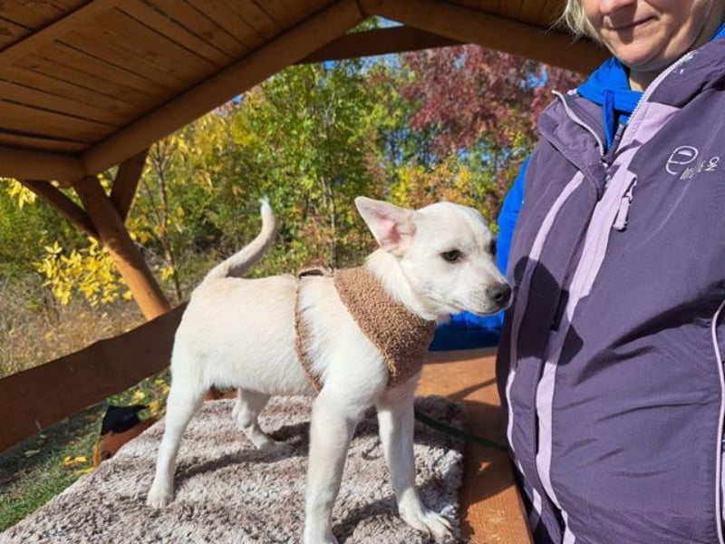 Lio, fröhlicher Welpenmann, ca. 3 Monate, ca. 29 cm, ca. 5 kg