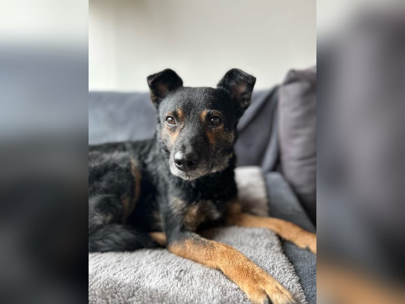 Dante, liebenswerter Rüde, ca. 7 Jahre, ca. 12 kg, ca. 40 cm *in 83024 Rosenheim*