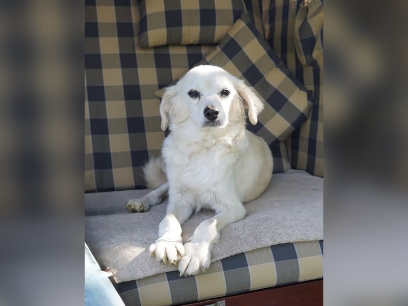 Ivan, kleiner Herzenshund, ca. 13 Jahre, ca. 36cm, ca. 9kg *in 52457 Aldenhoven*