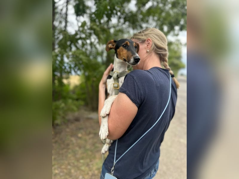 Felix, verschmuster Glückspilz, ca. 1 Jahr, ca. 37cm, ca. 7kg *in 63110 Rodgau*