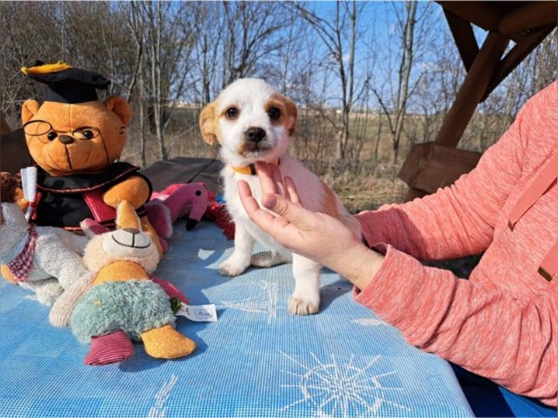 Ida, selbstbewusste Welpendame, ca. 2 Monate, ca. 22 cm, ca. 3 kg