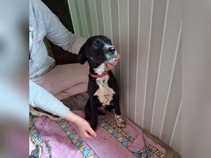 Pepe, lustiger Sonnenschein, ca. 5 Monate, ca. 39 cm, ca. 9 kg