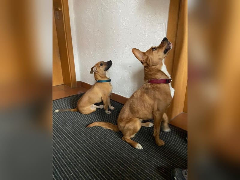 Rudolf, fröhlicher Hundemann, ca. 2 Jahre, ca. 30 cm, ca. 6 kg *in 84184 Tiefenbach*