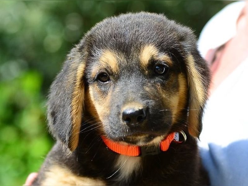 Faye, fröhliche Welpenmaus, ca. 3 Monate, ca. 38 cm, ca. 6kg