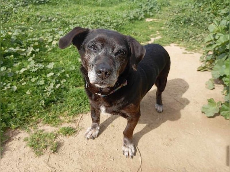 Small Ira, ruhige Hundeomi, ca. 15 Jahre, ca. 36 cm, ca. 14 kg