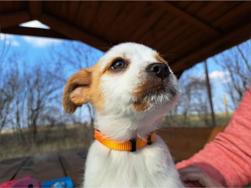 Ida, selbstbewusste Welpendame, ca. 2 Monate, ca. 22 cm, ca. 3 kg